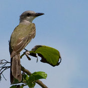 Tropical Kingbird